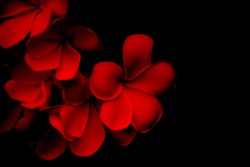 Plumeria flower on red and black background 