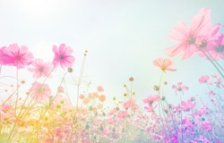 Soft focus and blurred cosmos flowers on pastel color style for background