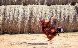 beautiful colorful rooster is dancing or wants to fly, on the background are haystacks, countryside, Bulgaria