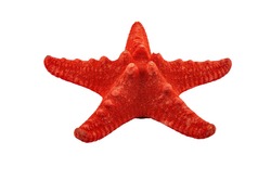 A small red starfish on a white background. Close up. Isolate on a white background.