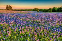 Texas Bluebonnets in Hill Country Texas