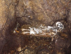 Animal bones arranged as human skeleton of a miner in a cave on a bench with helmet an shoes. scarry Halloween theme