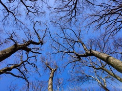 Look up into the treetops without leaves in winter.