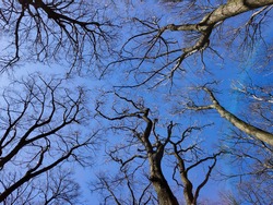 Look up into the treetops without leaves in winter.