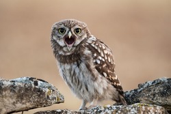 Little owlet with open mouth on the morning