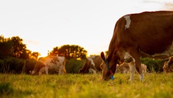 Guernsey Cow in sunset eating grass