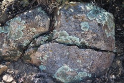 Looking down at lichen growing on cracked rocks in Prescott Valley, Arizona