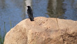 A red-winged blackbird perched on a rock near Fain Lake in Prescott Valley, Arizona