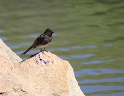 Profile view of a Black Phoebe perched on a rock in Prescott Valley, Arizona