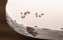 A group of home ants eating, invading a table, searching for sugar.