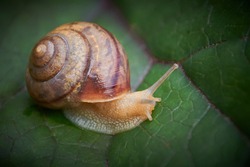 Garden snail, helix pomatia,  grapevine snail,  close up on a leaf of buzulnik toothed in the garden, copy space.
