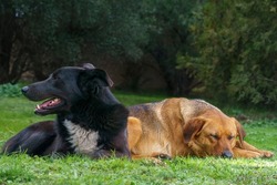 Two ordinary dogs resting on the grass. Symbol of friendship.