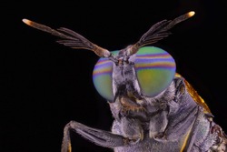 colorful eyes of a soldier fly