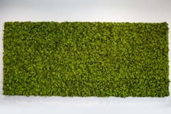 Reindeer moss wall, green wall decoration