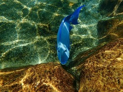 A Blue Tang fish swimming near a rock and coral reef underwater.