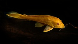 Pleco catfish albino Bristle-nose pleco gold Ancistrus dolichopterus Plecostomus aquarium fish on black background. selective focus