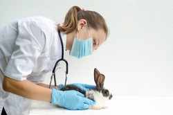 veterinarian examining baby rabbit, bunny in clinic on white background. hands of woman vet doctor treating a pet. prevention, vaccination and treatment of animals. copy space