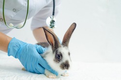 veterinarian examining baby rabbit, bunny in clinic on white background. hands of vet doctor treating a pet. prevention, vaccination and treatment of animals. copy space, text