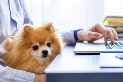 Freelancer man, bisnessman with his friendly pomeranian spitz using laptop at remote home office. owner and loyal dog together. pet adoption. closeup