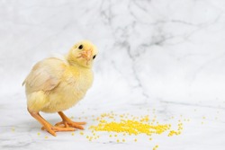 yellow baby chick, little hen, chicken eating millet on white marble background. domestic bird, poultry feeding. compound feed for pets. copy space, text
