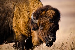 An American Bison stands in a tall grass prairie in the plains of the midwest. 
