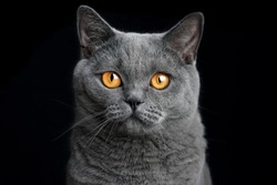 british shorthair blue cat on a black background portrait
