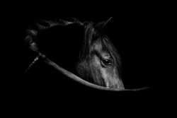 Fine art, low key horse picture Andalusian p.r.e. horse looking over shoulder with an eye that speaks with copy space and a black background
