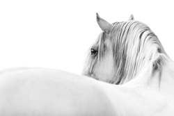 White Andalusian horse looking over his shoulder with a white background in fine art with copy space black and white simpel minimalistic photograph