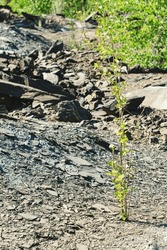 A young tree grows in a rocky area, in sunlight in bright spring. Biological reclamation of waste rock dumps after mining.