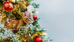 The cat looks out from the branches of a beautifully decorated Christmas tree with red glass balls and garlands of lights. Copy space