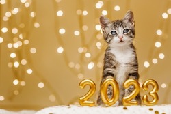 funny gray striped kitten next to the figures of the new year 2023 on the background of the lights of the Christmas garland