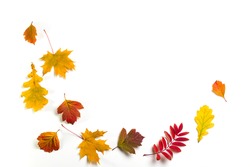 Autumn leaves on the white background. Copy space for text.