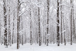 Winter snow-covered trees in the Ural mountains.