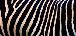 Zebra background, black and white stripes. Photo from the skin of the back of a real zebra.