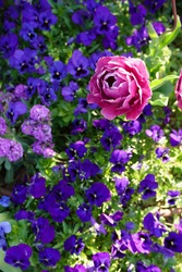 pink rose and purple flowers are blooming at a garden in Yokohama, Japan in March and April in spring time.