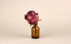 Dried pink rose in a small glass bottle on a gray background. Old age concept