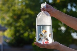 Hands hold a transparent bag with multicolored aquarium fish lit by the sun on a blurred background. Small fish in a bag of water