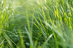 Green summer wild grass growth weed details close-up on sunny day in vivid bright colors background