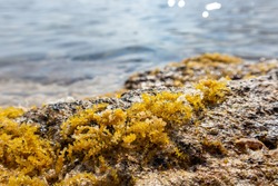 Yellow seaweed (like sea grapes) close-up on rocks with waves. Wild Mediterranean sea shore with sun beam. Greece coast near Athens. Natural macro botany plants sea life