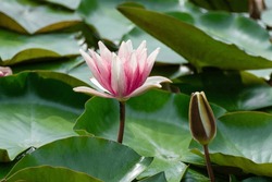 Pink water lilly flower and bud blossom. Lotus with green leaves on pond close-up