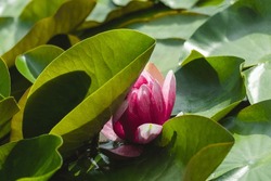 Pink water lilly flower blooming under green leaves. Lotus on sunny garden pond close-up