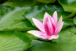Pink tender water lilly flower close-up. Lotus in green leaves on lake