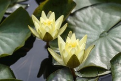 Yellow water lilly flowers blooming. Sunny lotus with green leaves on pond close-up
