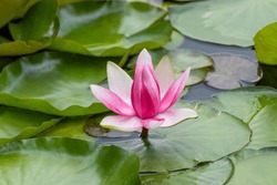 Pink tender water lilly flower close-up. Lotus bloom with green leaves on pond