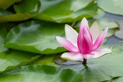 Pink tender water lilly flower blooming close-up. Lotus with green leaves on pond