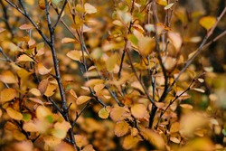 leaf and tree in Autum season in beautiful goldenhour light