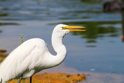 Great Egret, legs in black color, beak and yellow eye. Bird with an open beak on the edge of the lake.