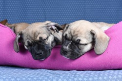 Two small French bulldog puppies sleep in their dog bed. Care of puppies concept. Isolated on a pink background. Studio.