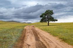 A lonely tree by the road against the backdrop of endless fields and hills on cloudy summer day on Olkhon island, Russia