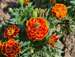 floral marigold summer garden bee